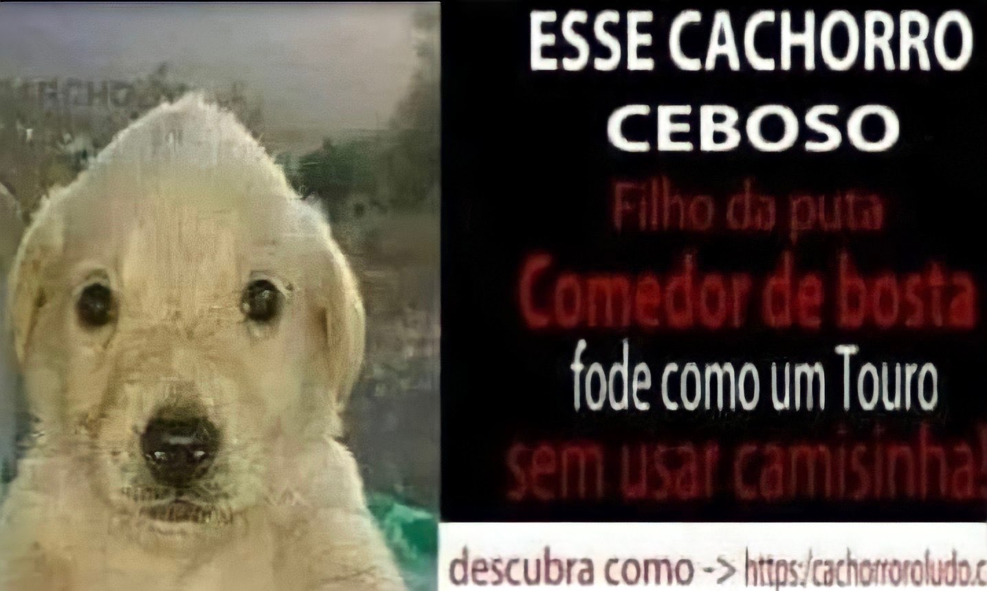 Cachorro bonito